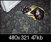 Post a pic of your kitty-47b7d924b3127cce86e7bcf860e800000036100azmxlfi4cnmmg.jpg