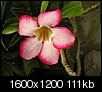 Pics of charleston-orchid.jpg