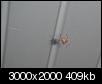 What is this spider?-rsz_spider_002.jpg