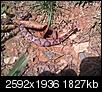 What kind of snake is this?-img_20120908_152844.jpg