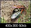 Giant hornet or wasp-cicada-killer.jpg