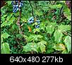 Can anyone identify this plant?-blue-berries.jpg