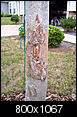 Any ideas how to repair tree trunk damage?-tree_damage1.jpg