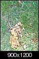 Another Snake ID Request - See picture-snake1.jpg