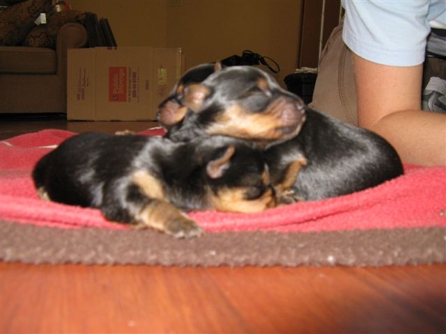 long hair yorkie puppies. Yorkie puppies for sale