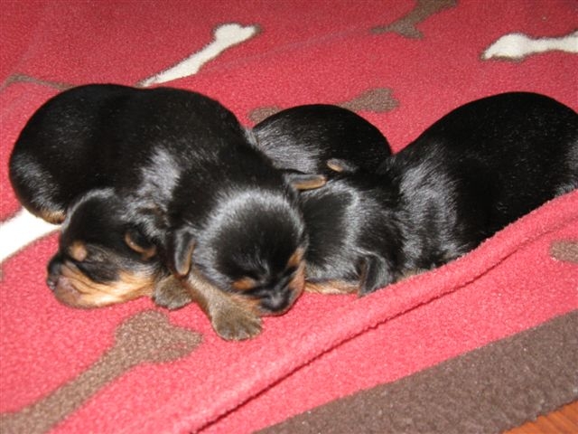 pics of yorkies puppies. Yorkie puppies for sale - Buy
