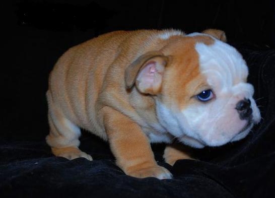bulldog puppies for adoption. puppies for adoption - Buy