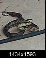 anyone know what type of snake this is ?-20140618_183015-1.jpg