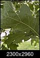 red oak tree leaves - pest infection-img1.jpg