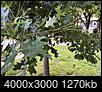 red oak tree leaves - pest infection-img2.jpg