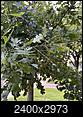 red oak tree leaves - pest infection-img4.jpg