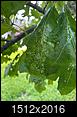 red oak tree leaves - pest infection-img22.jpg