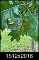 red oak tree leaves - pest infection-img33.jpg