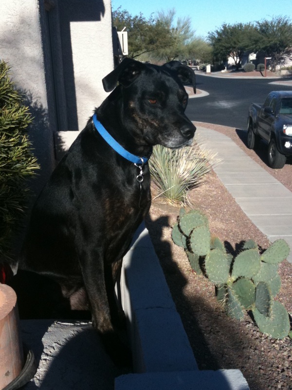 Dog Breed Restrictions (Denver, Aurora, Lakewood: renting, lawyers