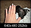 Tiny..our 3rd chihuahua-cimg6728.jpg