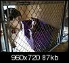 Need a dog bed for rescues or shelters?-doggie-beds.jpg