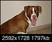 Would you want a Pit Bull dog this big? Giant Pit Bull 'The Hulk' Weighs 173 Pounds.-04061-031.jpg
