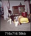 What's the smartest thing your dog does?-bassets-dinner-bell-c.1965.jpg