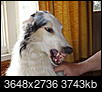 Does your dog "smile"?-dsc03443.jpg