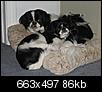 What's Your Favorite Breed Of Dog?-uzu-gabe-feb-25-2008-004