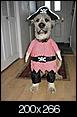 Funny dog pictures-7.bmp