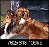 Dogs- house pets or outside animals-two-buddies.jpg