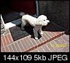 Poodle or Bichon Frise??-after-2nd-bath-tailwaggers-002.jpg