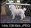 Poodle or Bichon Frise??-after-2nd-bath-tailwaggers-003.jpg