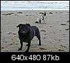 Do you take your dog to the beach?-beach_pepsintika.jpg