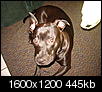 Un-known breed-dsc01096.jpg