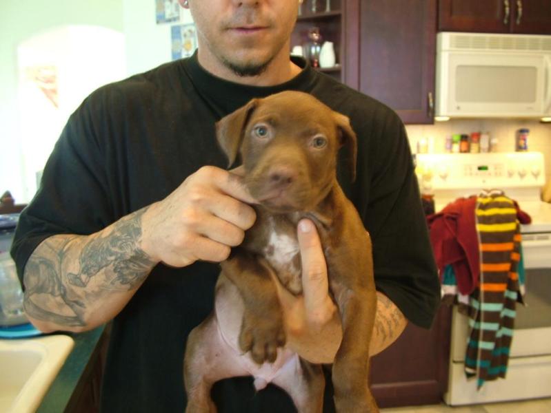 cute pitbull puppies pictures. a Rednoise pit bull puppy.