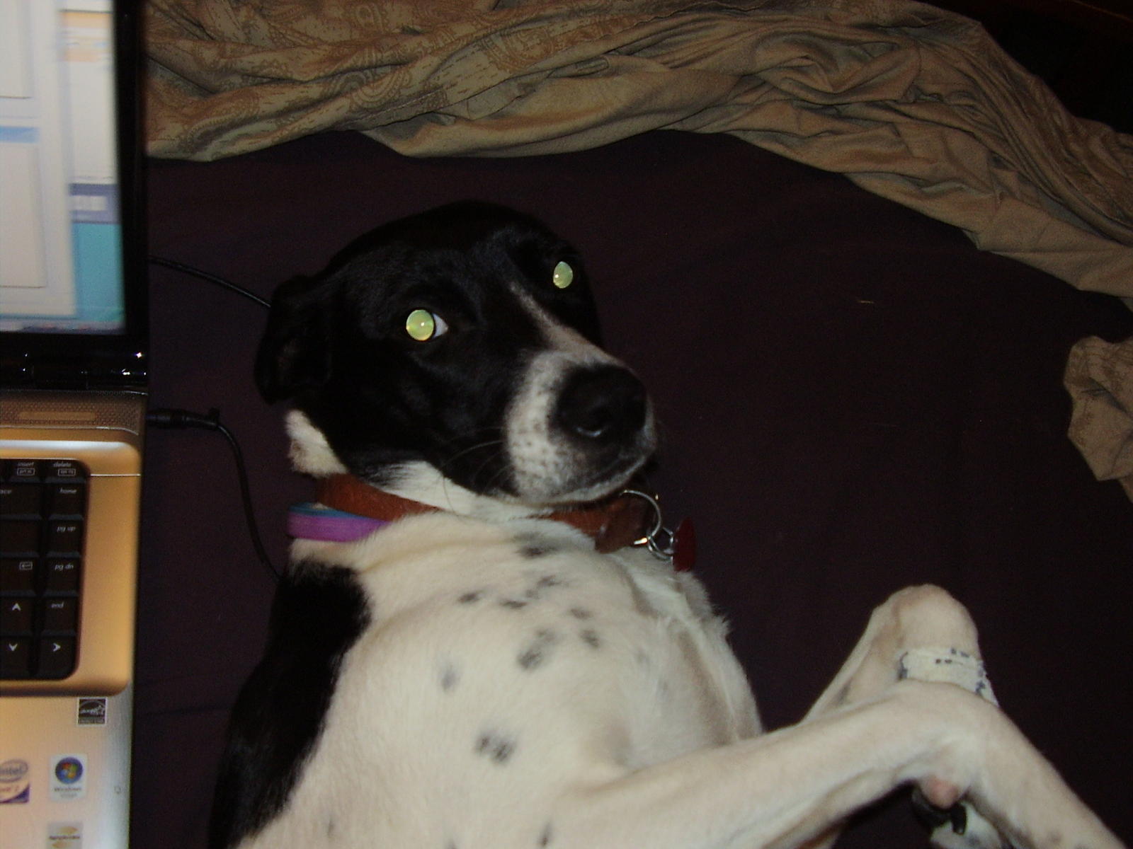 Any lab/english pointer owners out here--HELP! (terriers ...
