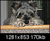 Losing my 3rd mini schnauzer in a row - too young-sunnyonguard.jpg
