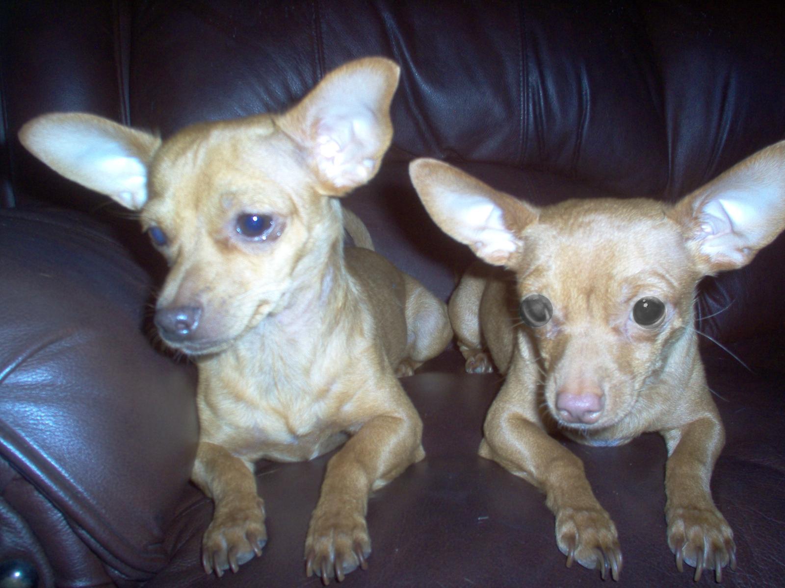pictures of chiweenies