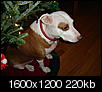 Pet Picture gallery-christmas-vegas-california-049.jpg