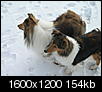 Pet Picture gallery-snow-pix-005.jpg