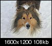 Pet Picture gallery-snow-pix-034.jpg