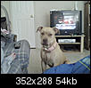 What is my dog mixed with?-snapshot_20090404_1.jpg