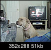 What is my dog mixed with?-snapshot_20090404.jpg