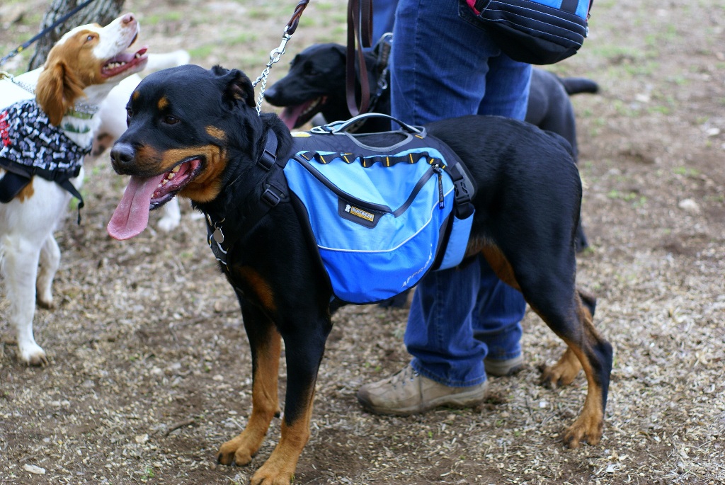 Favorite brand of dog backpack? - Dogs - - Page 2 - City-Data Forum