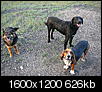 one big thread - post your dogs here and everyone will try to guess their breed mixes-p1030086.jpg