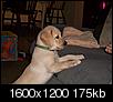 Pet Picture gallery-bella-9-wks-old-027.jpg