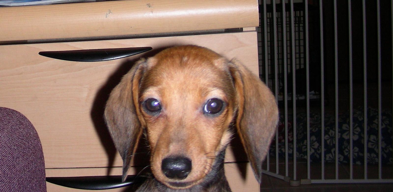 10 week old Dachshund/potty and bedtime - Dogs - - Page 2 - City-Data ...