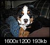 Question for Bernese Mountain Dog owners.-img_0202.jpg