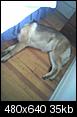 Let's see your sleeping dogs!-5763210834_orig.jpeg