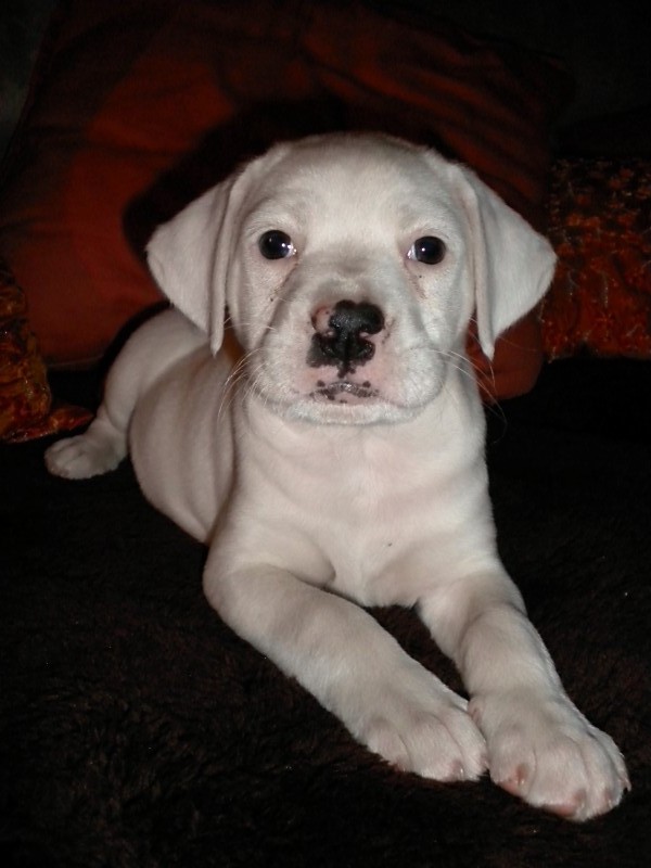 pitbull 2 months