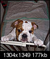 I want to get a Bulldog, but I'm scared.-sam-his-room.jpg