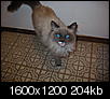 Who misses a white cat with blue eyes?-img_5395.jpg