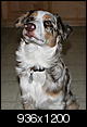 Lost Dog 7 month old Australian Shepherd-ella-sitting-8-23-08.jpg