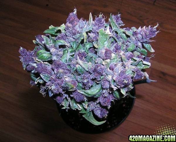 41318d1242002692-medical-marijuana-possible-florida-2010-ballot-purple-haze5.jpg